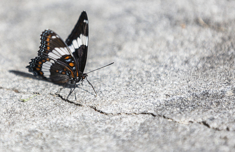 红斑紫蝶(Limenitis arthemis astyanax)